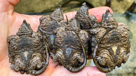Where Your Baby Alligator Snapping Turtles Come From Digging Eggs At