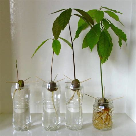 More images for how to plant an avocado seed in soil uk » As 25 melhores ideias de Avocado plant from seed no ...