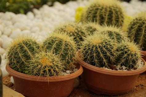 The 4 Most Common Types Of Cactus Plants That You Can Grow Too