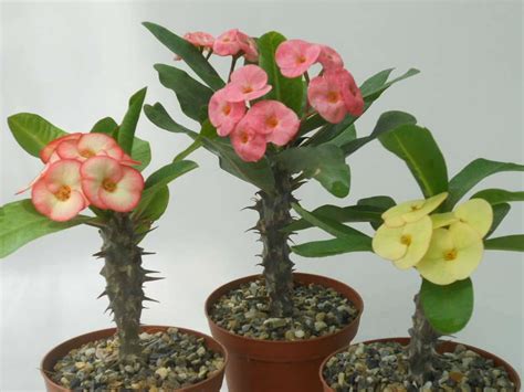 Crown Of Thorns Plant Care Information Chocmales