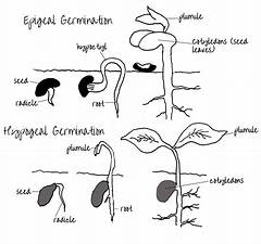 Hipogeal Dan Epigeal