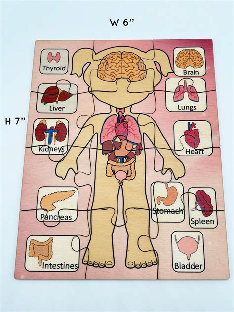 Montessori Wooden Body Parts Jigsaw Puzzle Wood Anatomy Human Etsy Uk