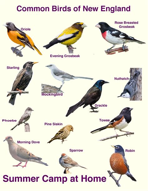 Common Garden Birds England