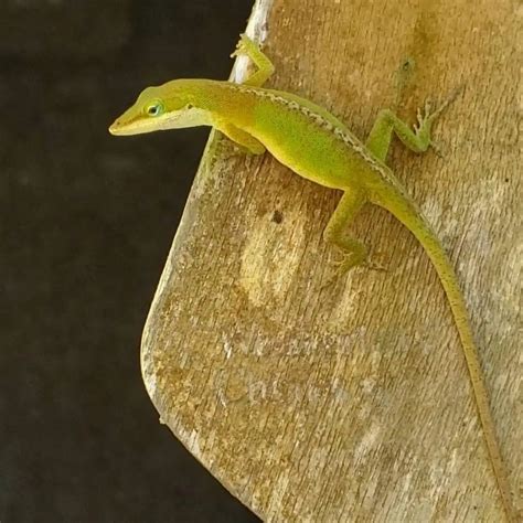 𝘿𝙖𝙞𝙡𝙮 𝘽𝙚𝙖𝙪𝙩𝙮 𝙄𝙣 𝙇𝙞𝙛𝙚 On Instagram “the Green Anole Lizard Is Very