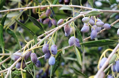 Ripe Olives On Olive Tree Branch Stock Photo Image Of Greece Closeup