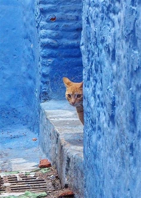 Chefchaouen Morocco Old Town Blue Historic Town Travel Animal