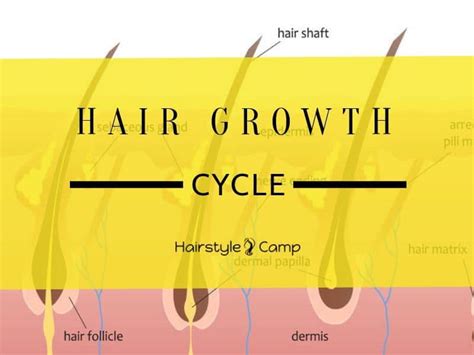 Hair Growth Life Cycle The 3 Stages Hairstylecamp