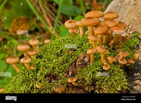 Honey Fungus On Tree Stump Stock Photo Alamy
