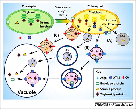 Chloroplast Degradation One Organelle Multiple Degradation Pathways Trends In Plant Science
