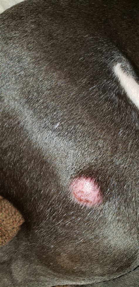 Bumps And Lumps On A Dog Thriftyfun