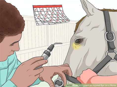 How To Protect An Injured Eye On A Horse 9 Steps With Pictures