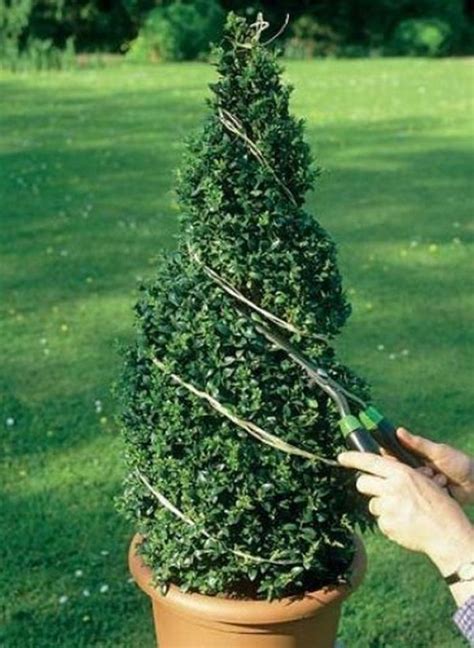 How To Trim Decorative Shrubs By Giving Them Special Shapes Practical