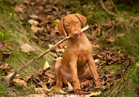 Vizsla Dog Breed Characteristic Daily And Care Facts