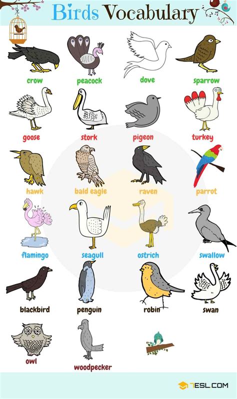 10 Nombres De Animales En Ingles Free Download Wallpaper Images