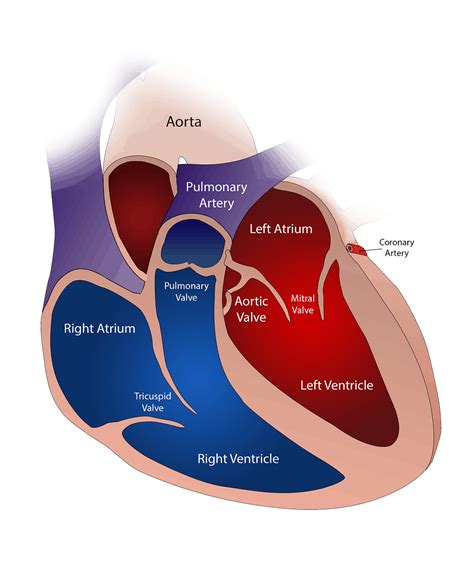 Right Atrial Enlargement Possible Causes Of Enlarged Right Atrium