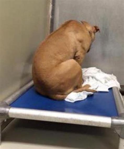 The Heart Breaking Story Why This Dog Just Stares At Walls