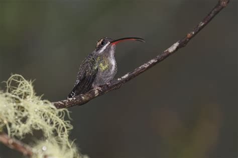 Ebird Checklist 17 Nov 2022 Alto Anchicayá El Descanso Doña Dora