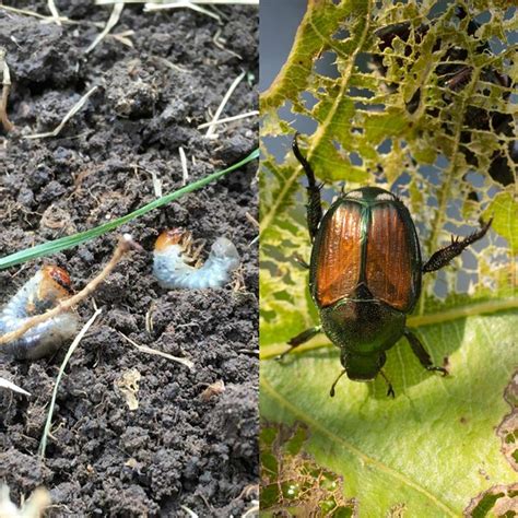 10 Worst Garden Pests And How To Get Rid Of Them