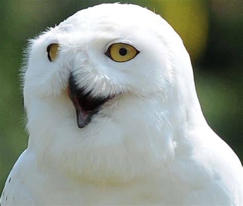 Cool Animals Pictures Most Funny Owls Are Laughing Pictures