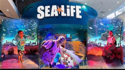 Sea Life Aquarium Icon Park Orlando Florida Nitubinderwaris Youtube