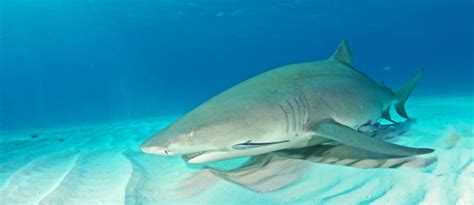 Lemon Shark Facts What Makes It Different From Other Sharks