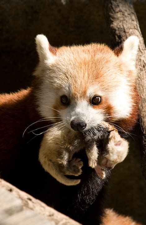 Red Panda Born At National Zoo First In 15 Years Zooborns