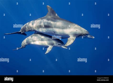 Indo Pacific Bottlenose Dolphin Tursiops Aduncus Chichi Jima Bonin