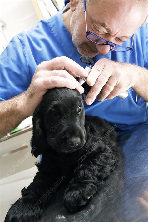 Vet Examining A Dogs Ears Stock Image C0095766 Science Photo
