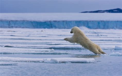 Polar Bear Leaps Across The Ice Floe Spitsbergen Svalbard Norway