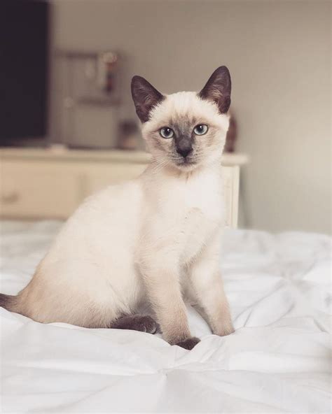 Siamese Cats Cat Breed History And Some Interesting Facts