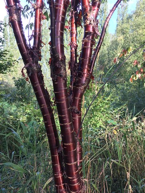 5 12 Acres — Birch Bark Or Tibetan Cherry Prunus Serrula