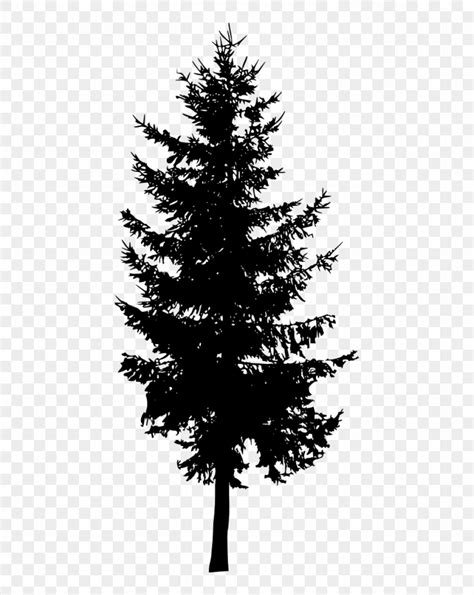 Evergreen Tree Silhouette Vector At Collection Of