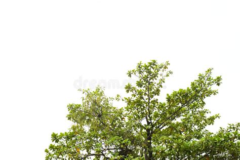 Beautiful Green Tree On White Background In High Definition Stock Image