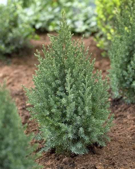 Most ornamental feature is its exfoliating bark which peels, somewhat like a sycamore, to reveal an underlying patchwork of white, olive, light purple and silver. Juniperus chinensis Stricta' - Dwarf Slow Growing Conifer ...