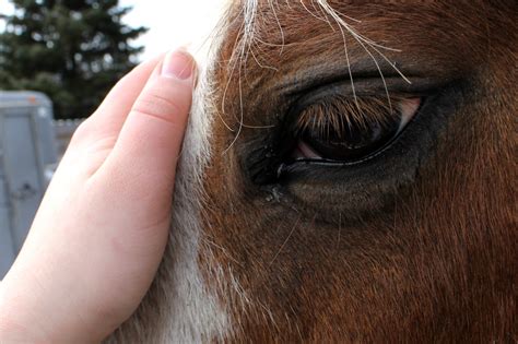 Your Turn: Making your dream horse come true | HORSE NATION