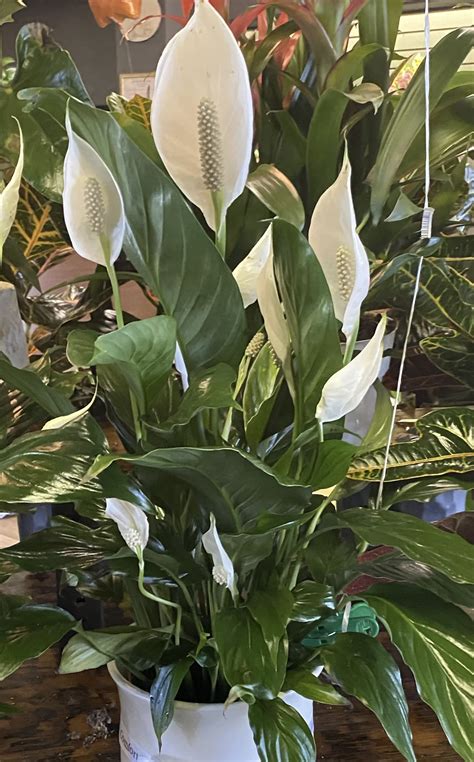 A wide variety of infinity flower options are available to you, such as occasion, type. Peace Lily (Reg) in Surprise, AZ | Infinity Floral Designs