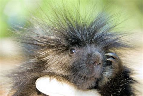 Cute Baby Porcupines
