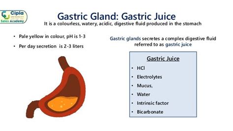 Basics Of Gastric Acid Secretion