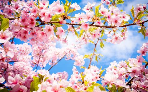Cherry Blossom Backgrounds Pixelstalknet