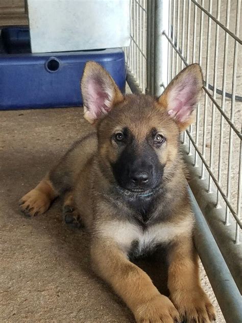 Silver Sable German Shepherd Puppies For Sale In Texas Six Month Old