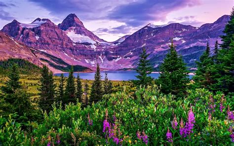 Scenery Pictures Download Hd 1080p Nature Flower Scenery Video