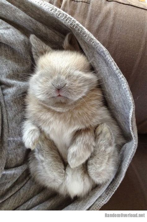 Sleepy Baby Bunny Randomoverload