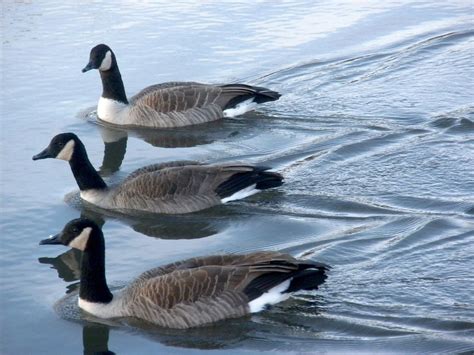 Canadian Geese Swimming In A Pond This Was Taken In Detroit Mi