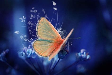 Butterfly Wallpaper Desktop ·① Wallpapertag