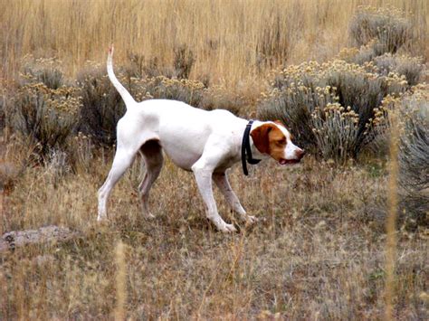 Top 10 Best Pheasant Hunting Dogs Dog Breeds Picture