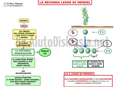 Ecco Le Mappe Concettuali Su Mendel