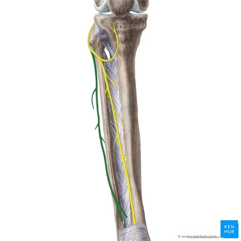 Superficial Fibular Peroneal Nerve Anatomy Kenhub