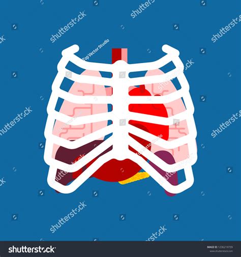 Rib Cage Internal Organs Human Anatomy Arkivvektor Royaltyfri
