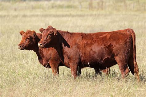 Royalty Free Red Angus Cattle Pictures Images And Stock Photos Istock