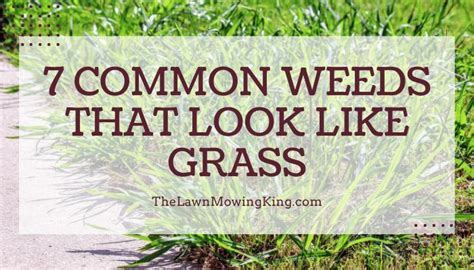 7 Common Lawn Weeds That Look Like Grass The Lawn Mowing King